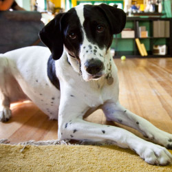 DogWatch of Southern Kentucky, Glasgow, Kentucky | Indoor Pet Boundaries Contact Us Image