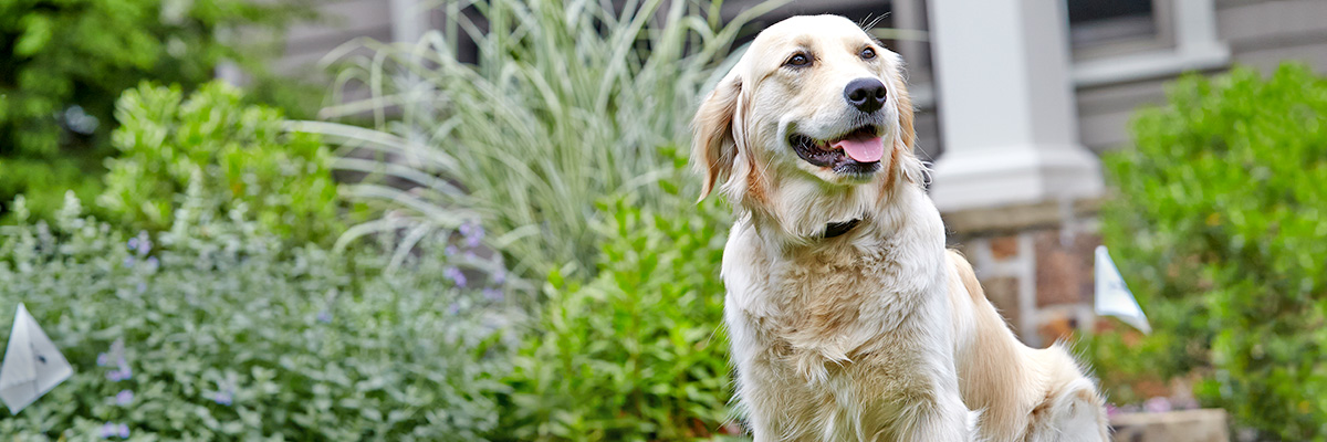 DogWatch of Southern Kentucky, Glasgow, Kentucky | Home Slider Image