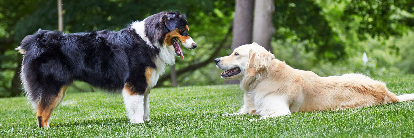 DogWatch of Southern Kentucky, Glasgow, Kentucky | Outdoor Hidden Dog Fences Slider Image