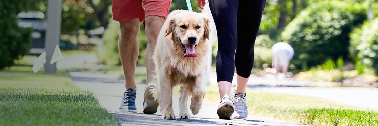 DogWatch of Southern Kentucky, Glasgow, Kentucky | SideWalker Leash Trainer Slider Image